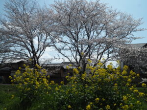 袋川（千歳地区）桜の写真です。