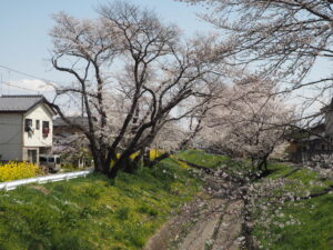 袋川（千歳地区）桜の写真です。