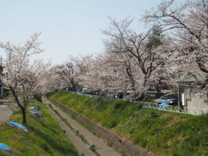 袋川（千歳地区）桜の写真です。