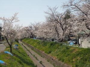 袋川（千歳地区）桜の写真です。