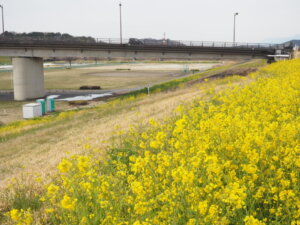 福寿大橋と菜の花の写真です。