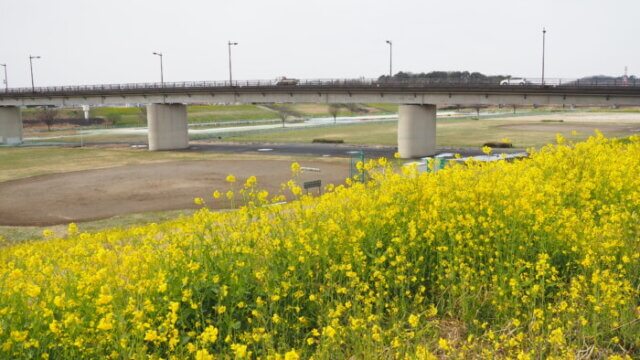 福寿大橋と菜の花の写真です。