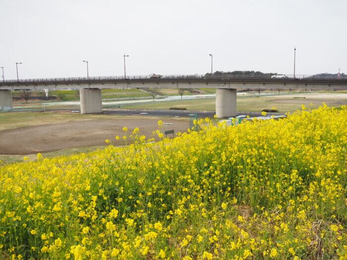 福寿大橋と菜の花の写真です。