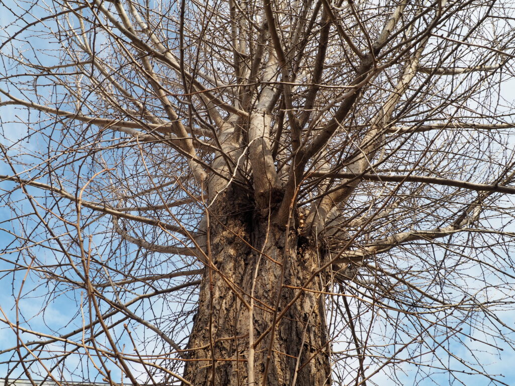 二柱神社：御神木の写真です。