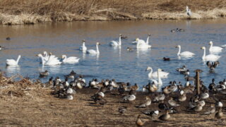 ガバ沼の白鳥の写真です。