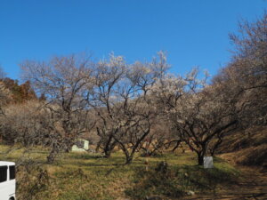 足利西渓園：入り口付近の梅の写真です。