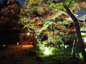 庭園のライトアップの写真です。