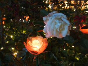 光のバラの写真です。