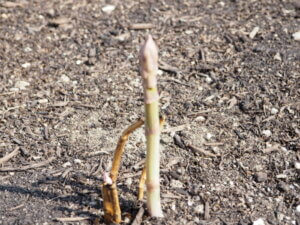 アスパラガスの萌芽の写真です。