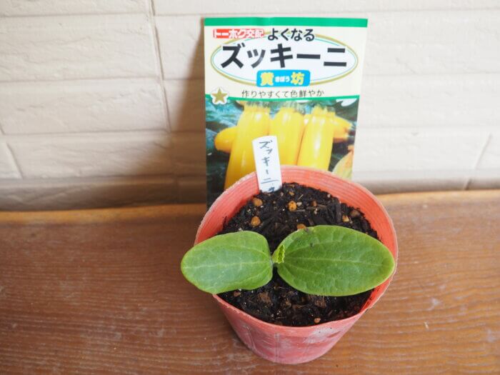 ズッキーニ（黄坊）の発芽の写真です。