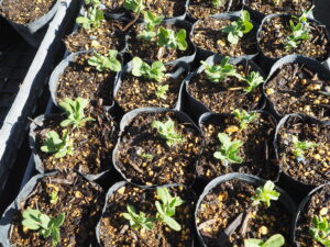 発芽したつるなしスナックエンドウの写真です。