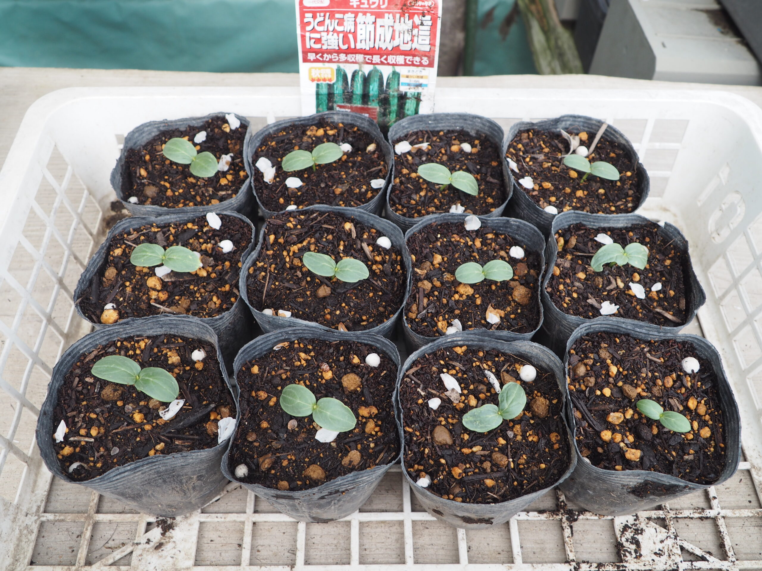 発芽したキュウリの写真です。