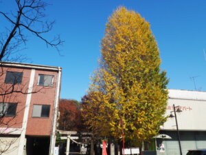 八雲神社のイチョウの写真です。