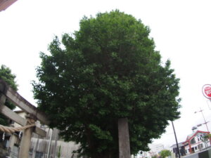 五丁目八雲神社のイチョウの木の写真です。