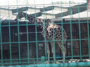 桐生が岡動物園のキリンの写真です。