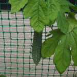 グリーンカーテンで結実したゴーヤの写真です。