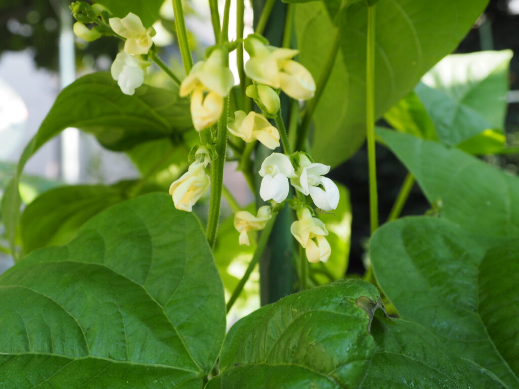 インゲンの花の写真です。
