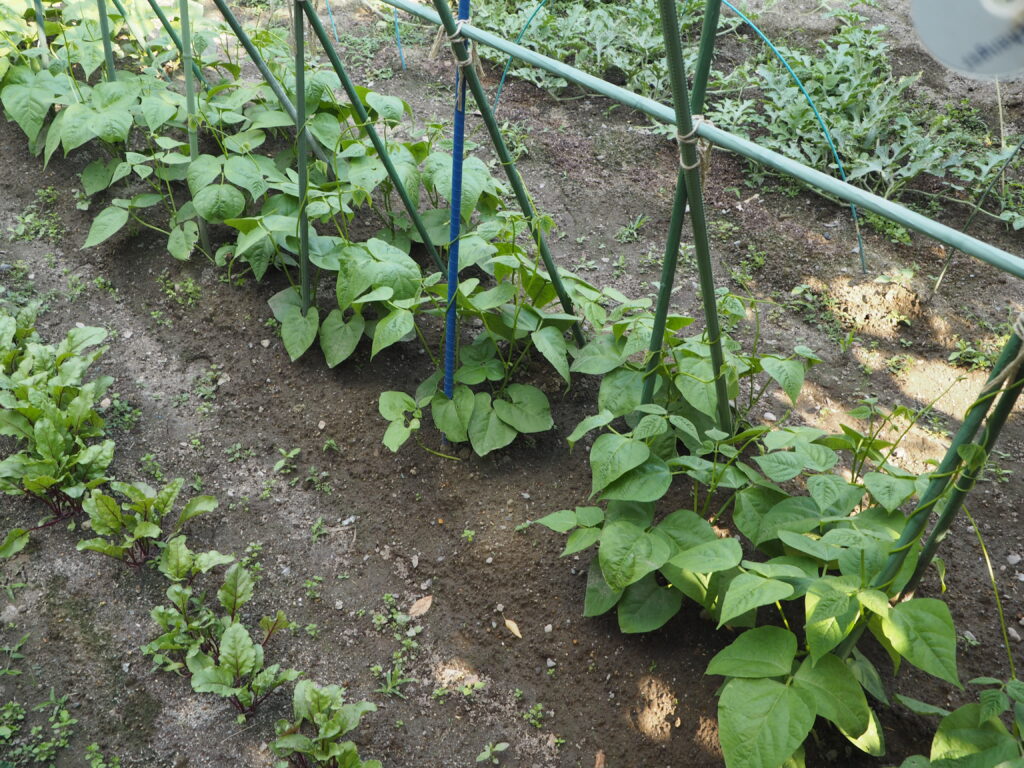 生長するインゲンの写真です。
