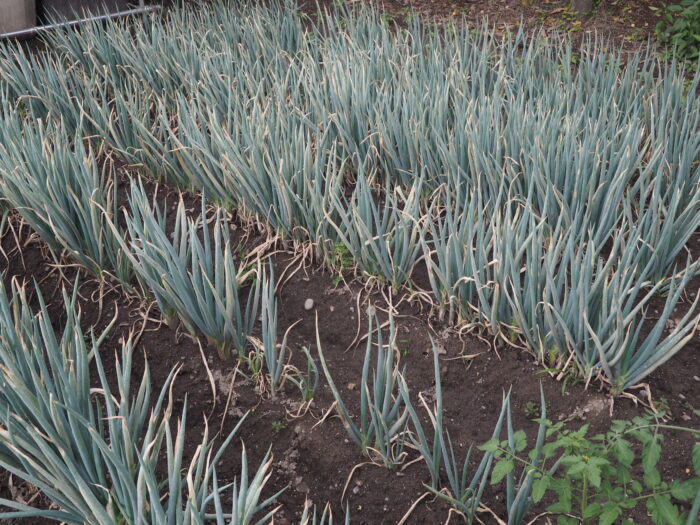 生長するネギの写真です。