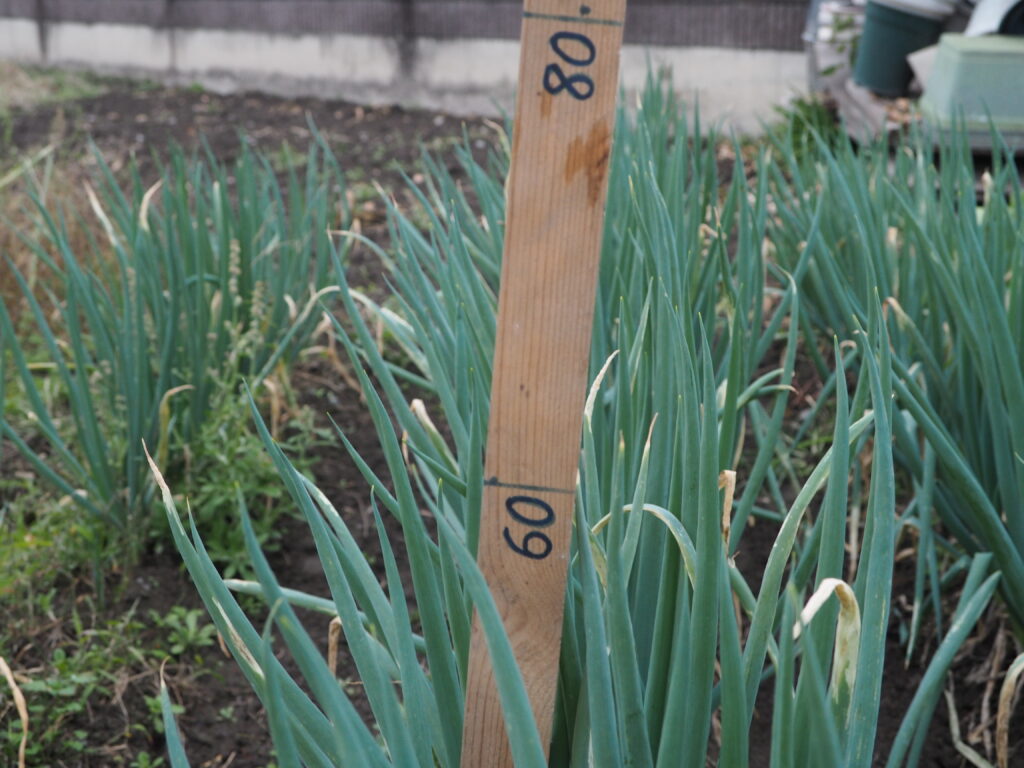 11月のネギの写真です。