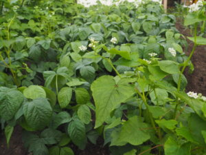 エダマメと蕎麦の花の写真です。