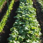 間引き前のかき菜の写真です。