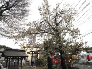 下野一社八幡宮：桜の写真です。