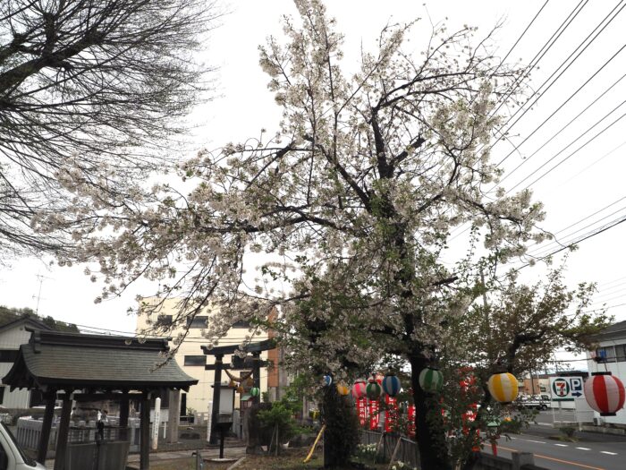 下野一社八幡宮:桜の写真です。