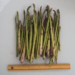 収穫したアスパラガスの写真です。