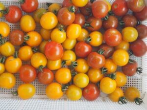 収穫したミニトマトの写真です。