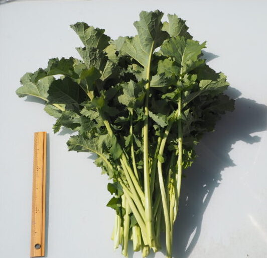 かき菜の育て方：収穫したかき菜の写真です。