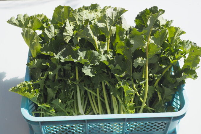 収穫したかき菜の写真です。