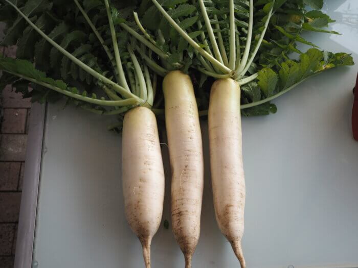 収穫したダイコンの写真です。