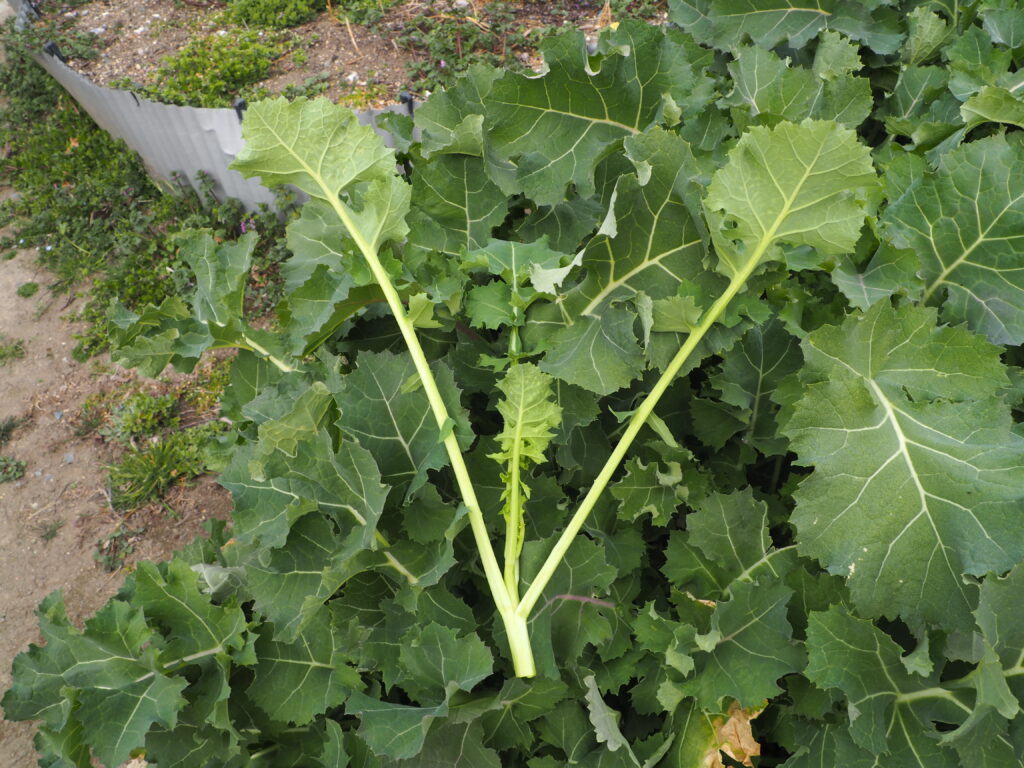 収穫したかき菜の写真です。