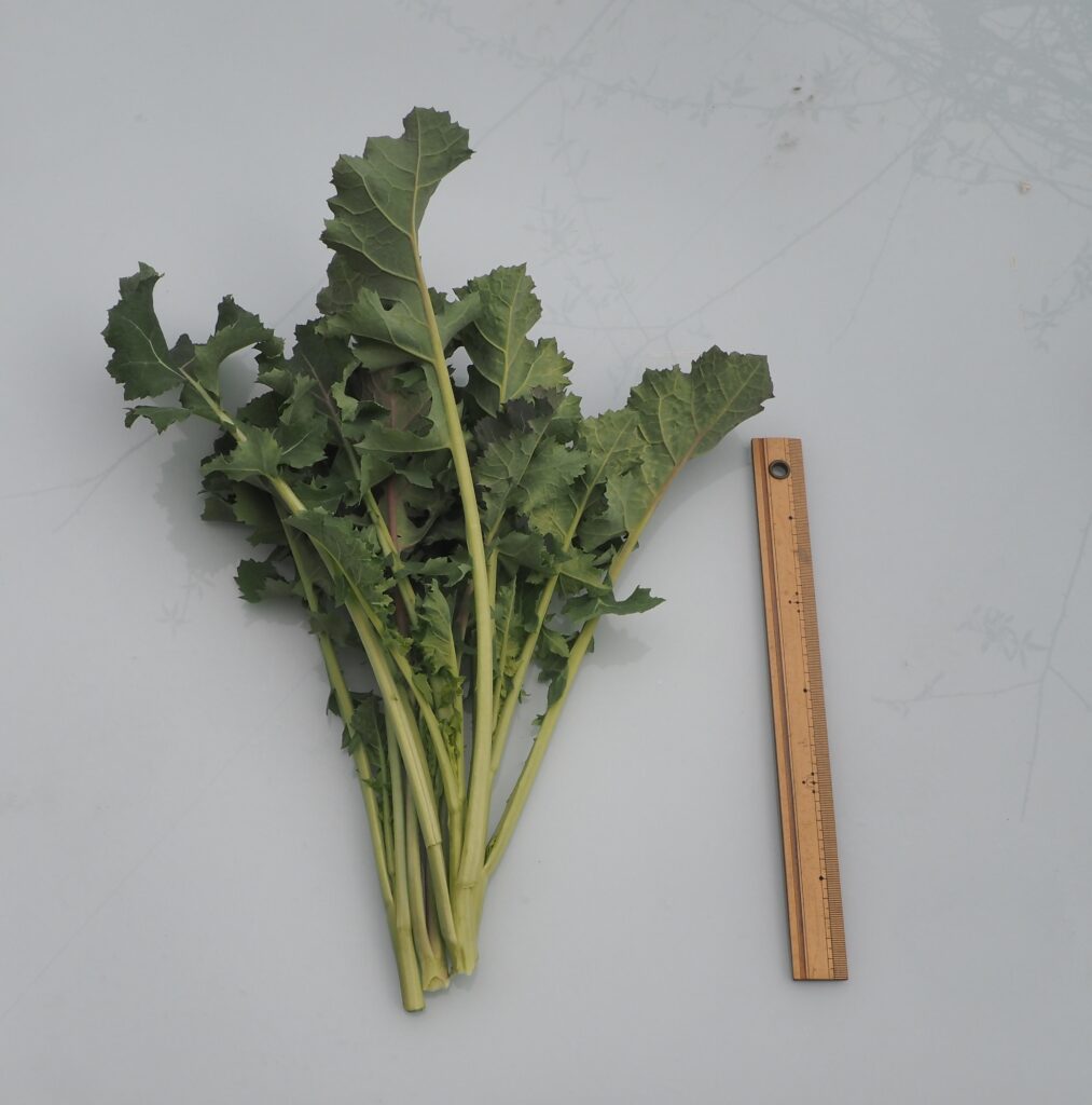 収穫したかき菜の写真です。