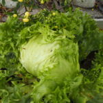 プランターで結球したレタスの写真です。
