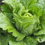 収穫を迎えたミニハクサイの写真です。