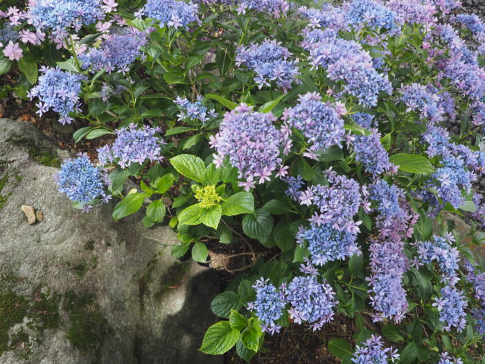 吉祥寺:アジサイの花の写真です。