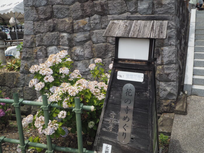 吉祥寺:アジサイと燈籠の写真です。