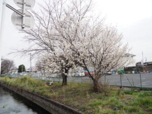 三栗谷用水沿いの彼岸桜の写真です。