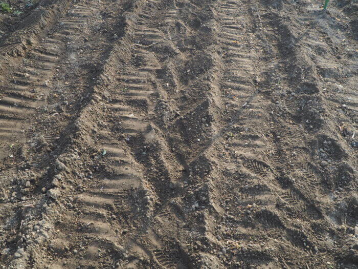 ジャガイモ:種イモにかけた土を抑えた写真です。