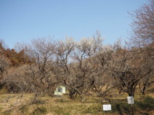 足利西渓園 梅林の写真です。