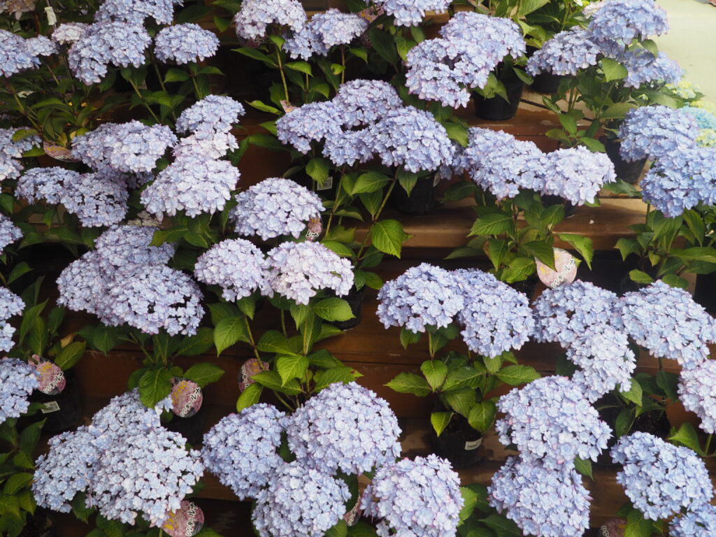 あしかがフラワーパーク:売店の花の写真です。