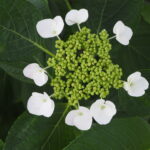 あしかがフラワーパーク：6月のアジサイの写真です。