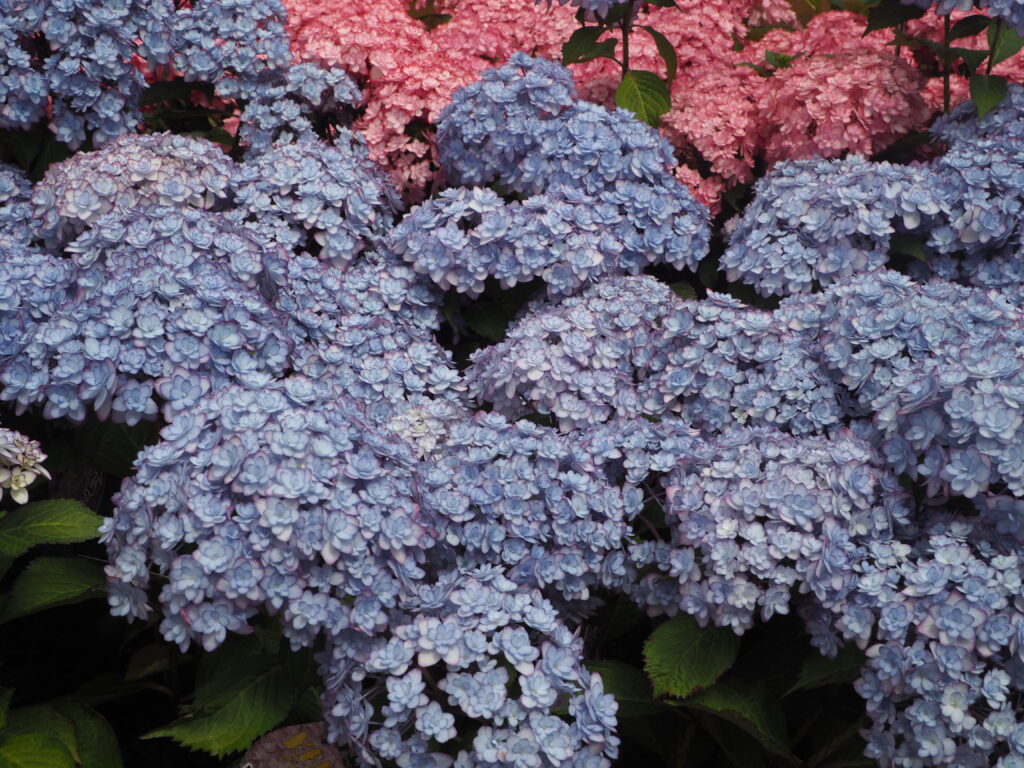 あしかがフラワーパーク:売店の花の写真です。