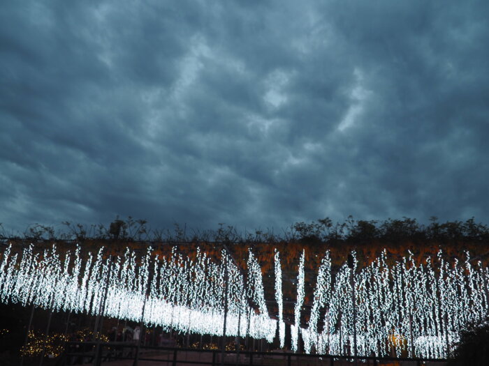 あしかがフラワーパークのチューリップの写真です。