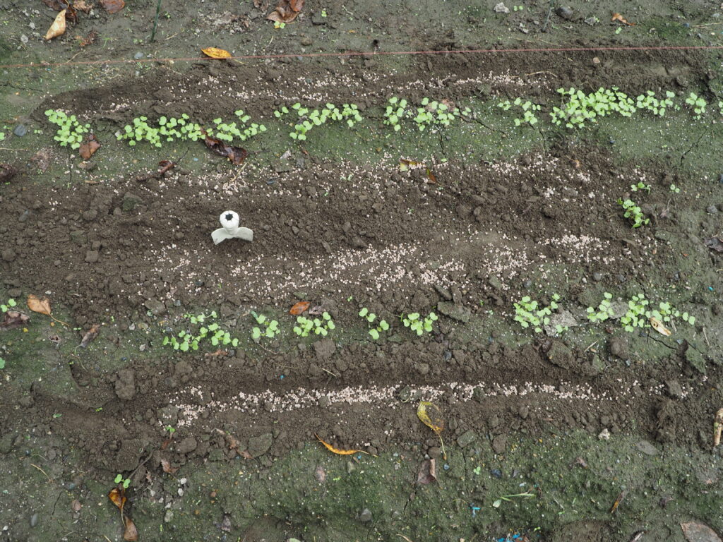 中耕して施肥したかき菜の写真です。