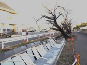 三栗谷用水：大きく傾く桜の写真です。