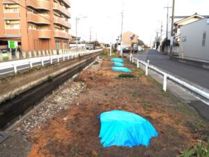 三栗谷用水：横手橋下流の伐採された桜の写真です。