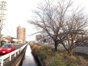 三栗谷用水：横手橋下流の桜の写真です。